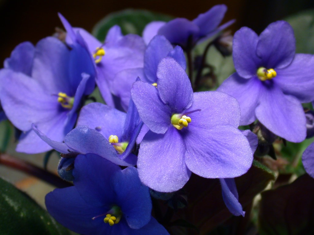 Saintpaulia ionantha (variegated) (Variegated African Violet)