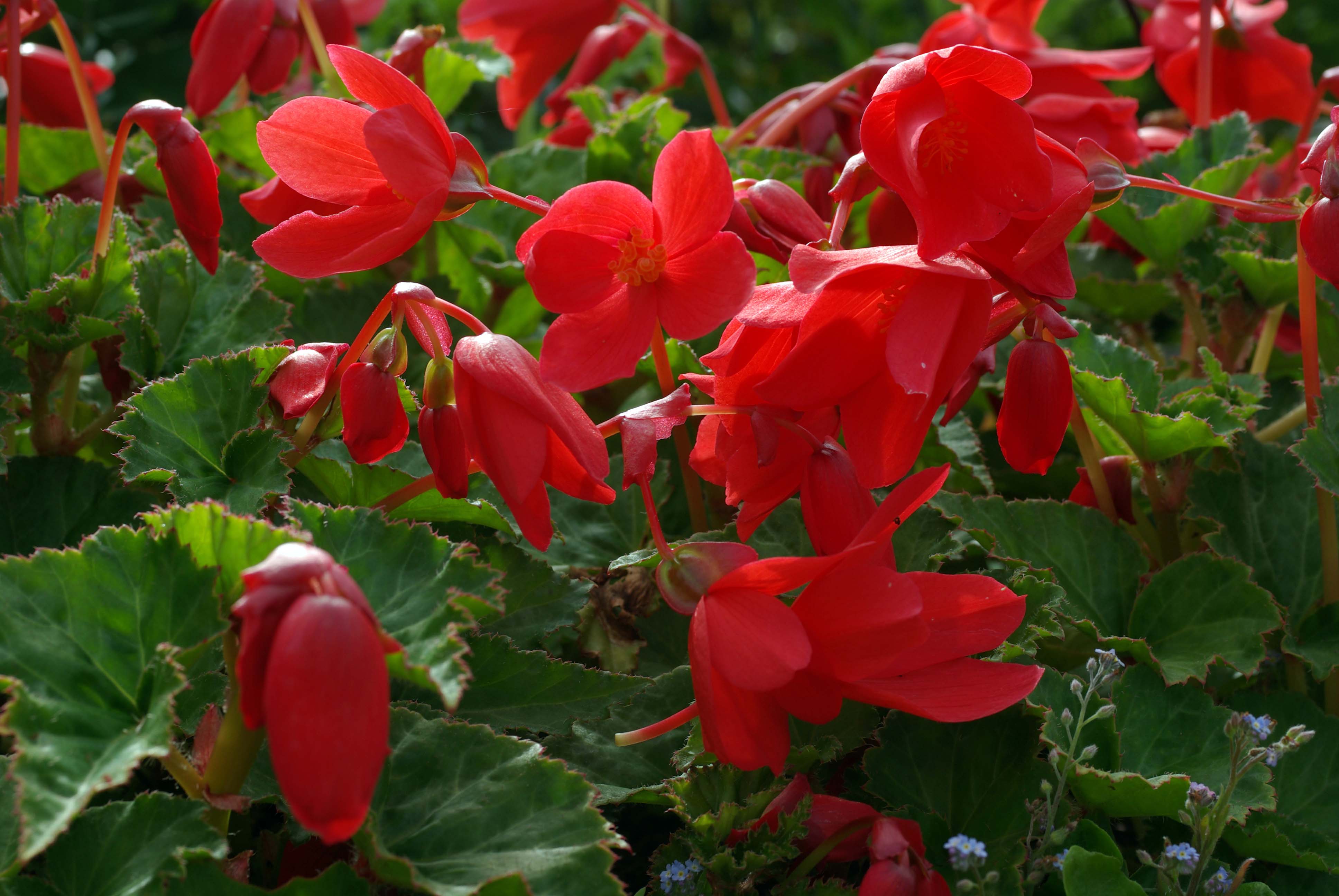 Begonia × tuberhybrida (Tuberous Begonia) (alternate view 11)