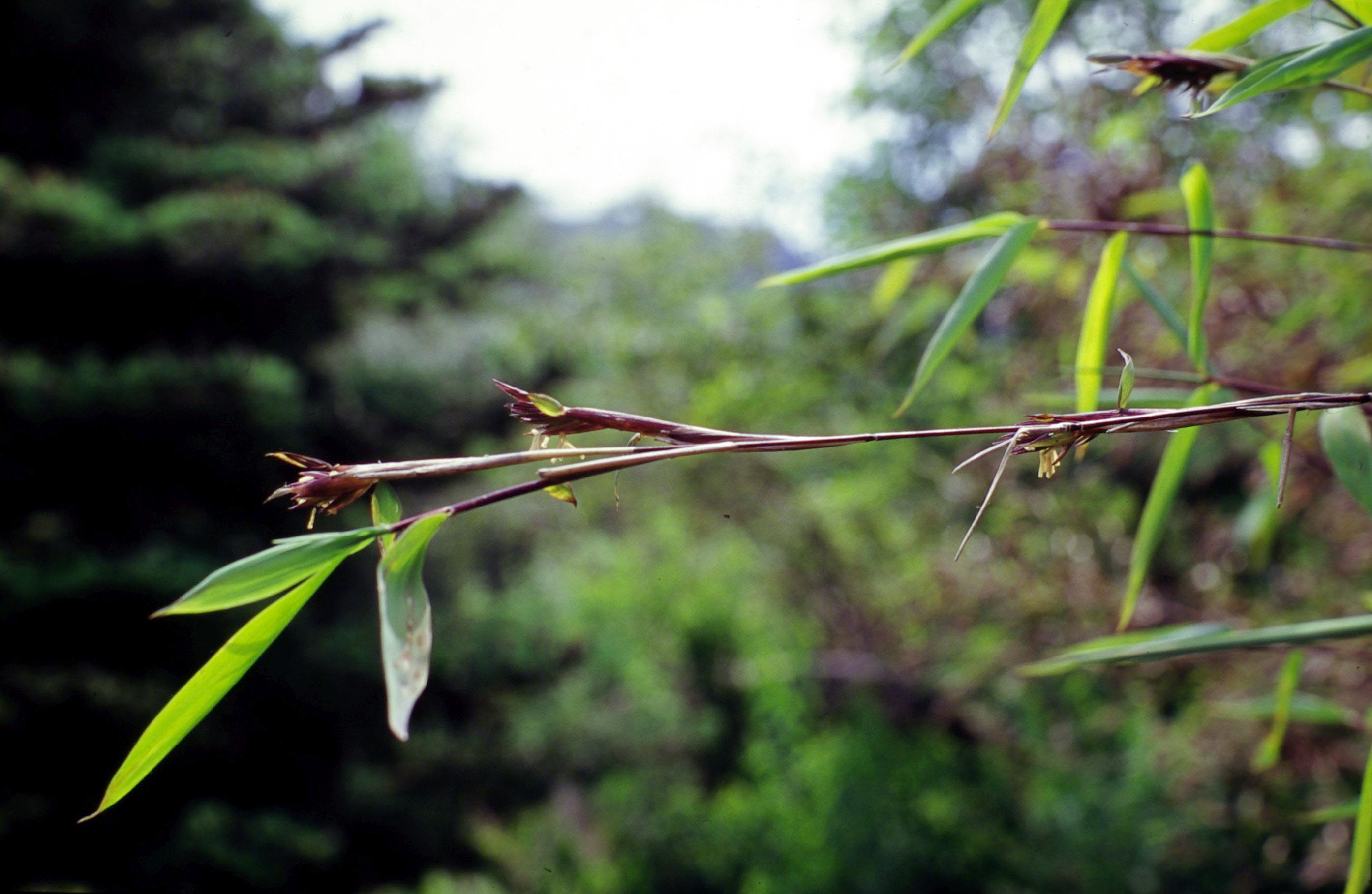Fargesia nitida (Fountain Bamboo)