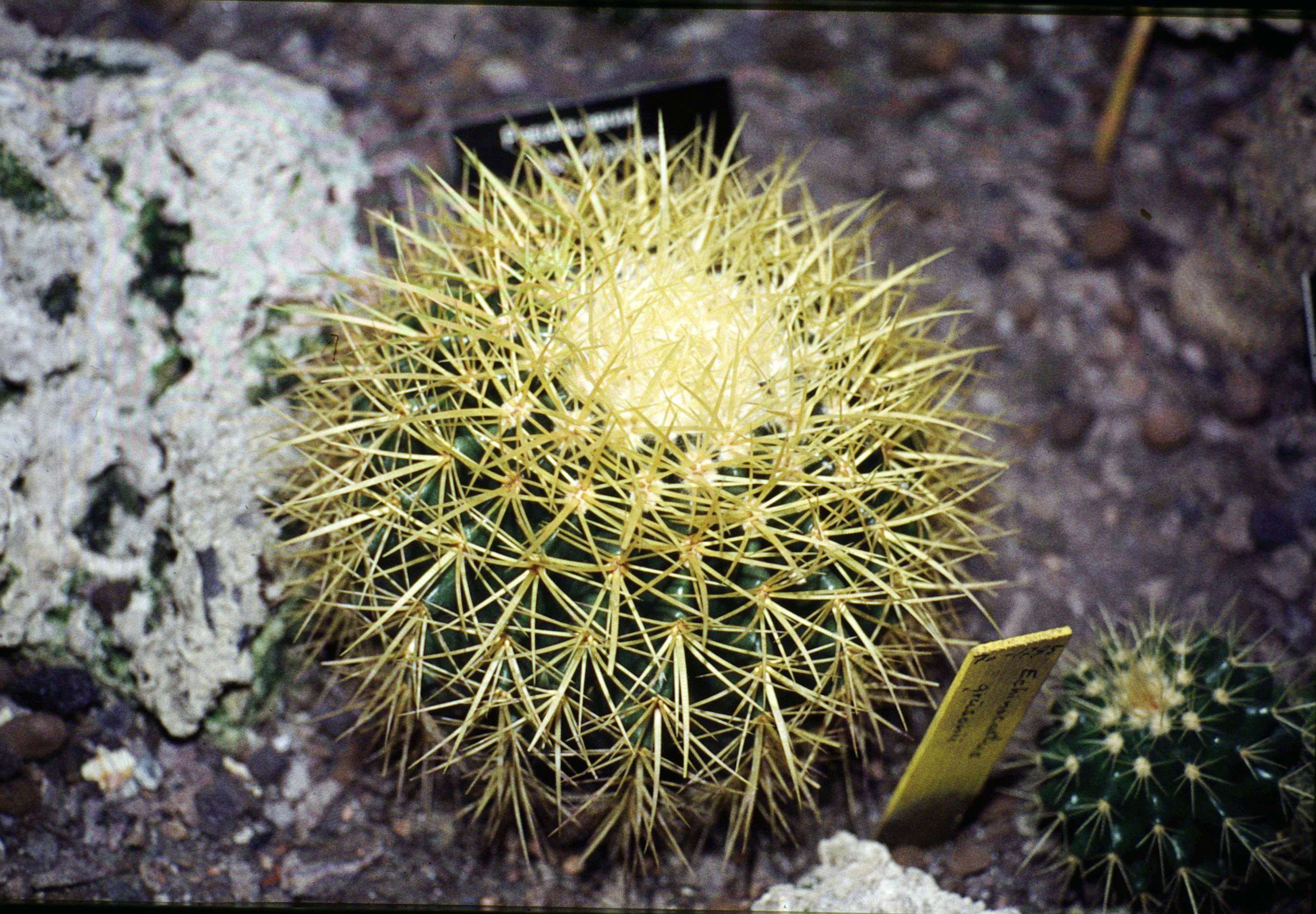 Kroenleinia grusonii (golden barrel cactus)
