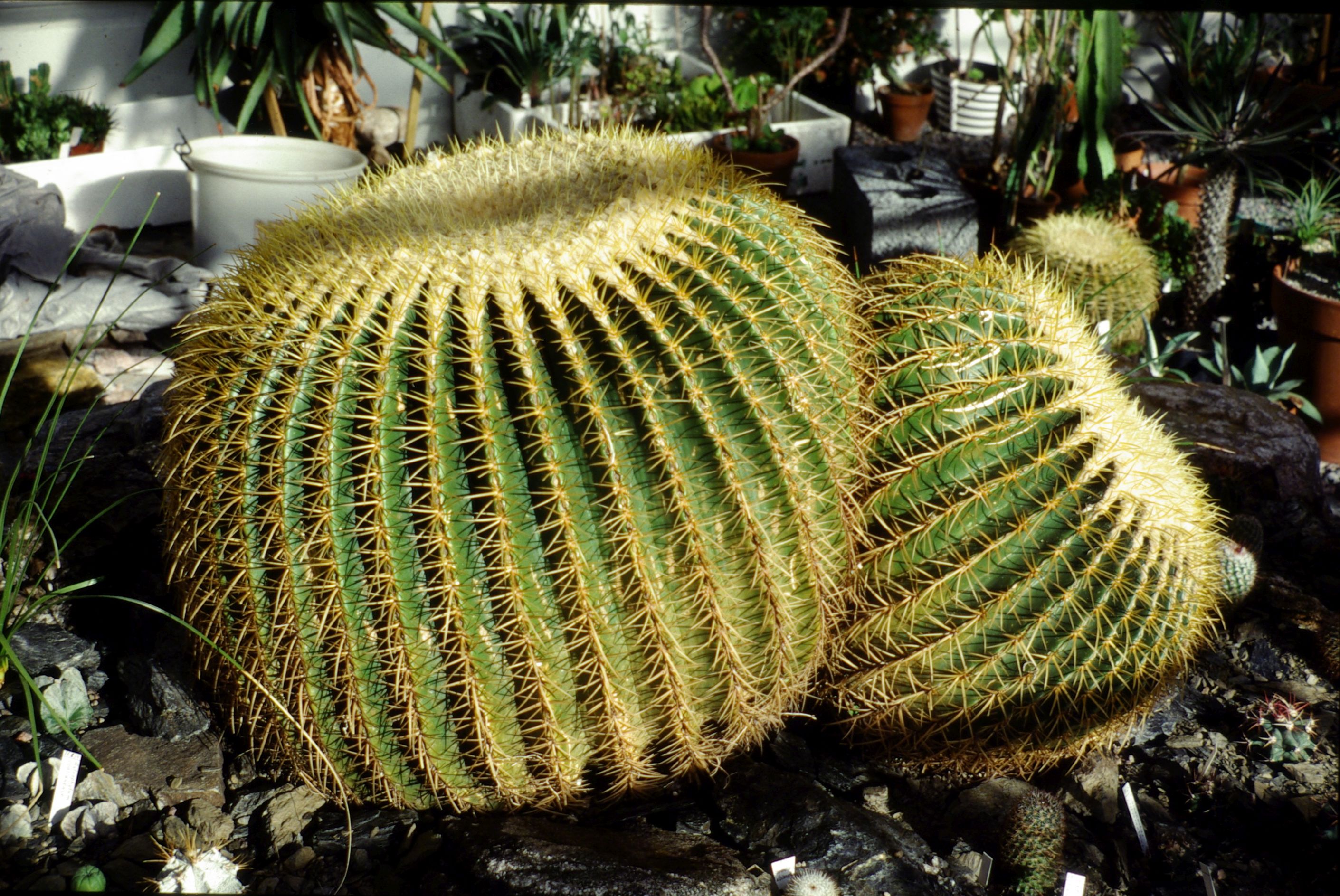 Kroenleinia grusonii (golden barrel cactus) (alternate view 3)