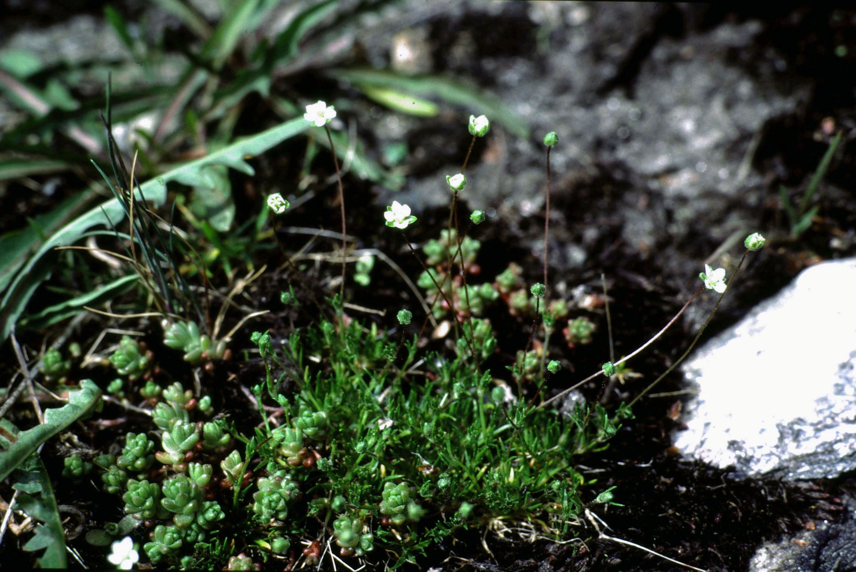 Sagina subulata (Irish moss) (alternate view 4)