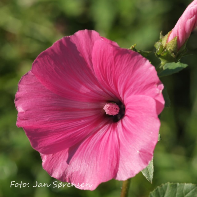 Lavatera