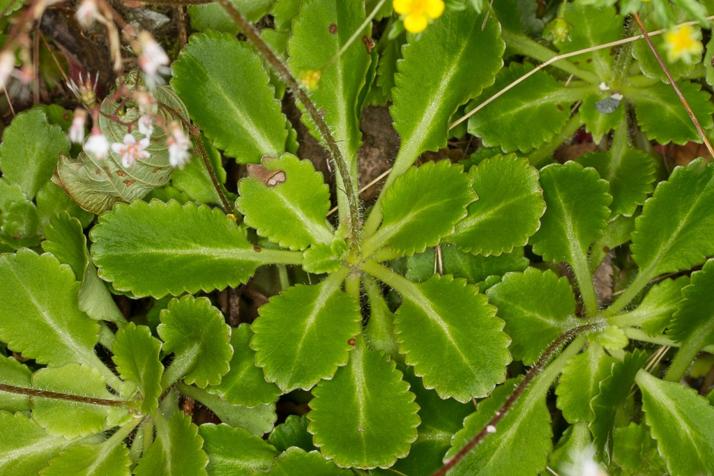 Saxifraga x urbium (London pride) (alternate view 10)