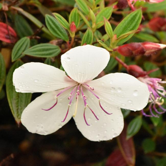Tibouchina (glory bushes and allies) (alternate view 3)