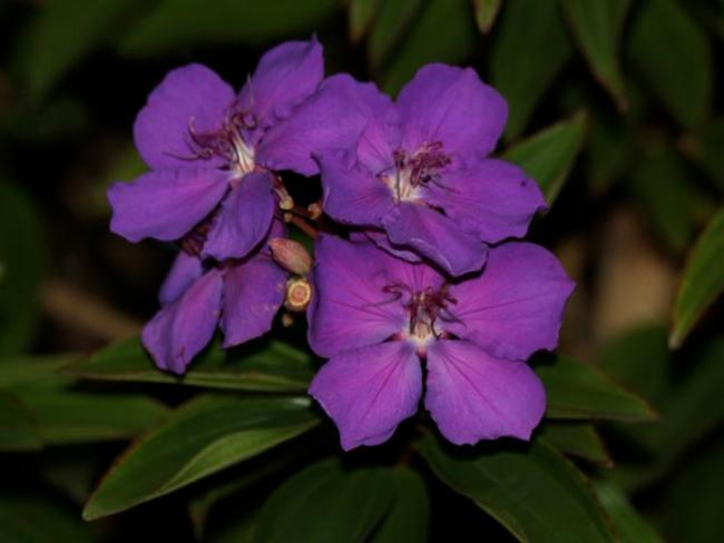 Tibouchina (glory bushes and allies)