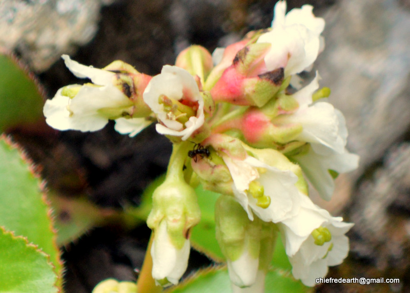 Bergenia ciliata (Frilly Bergenia)