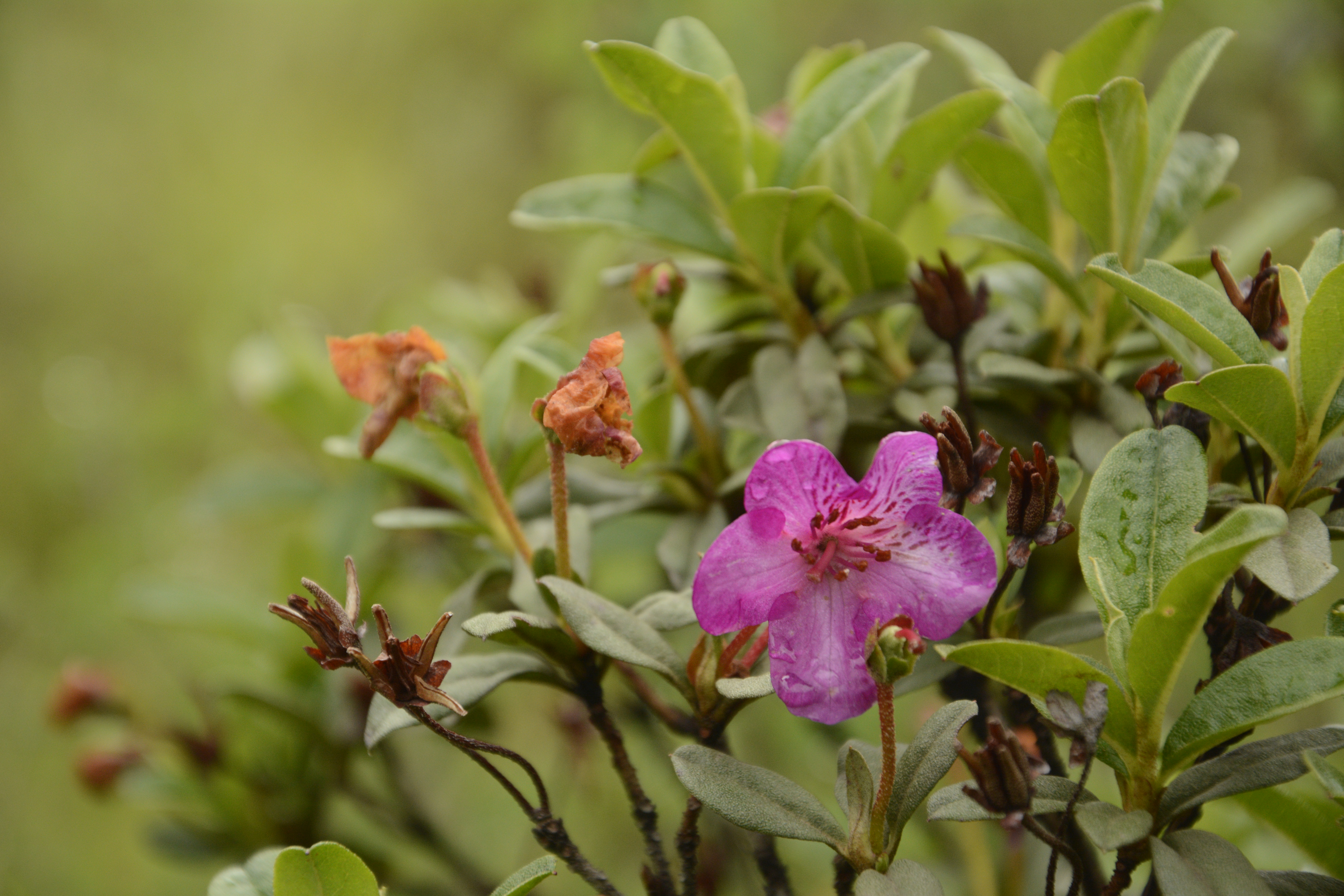 Rhododendron lepidotum (scaly rhododendron) (alternate view 13)