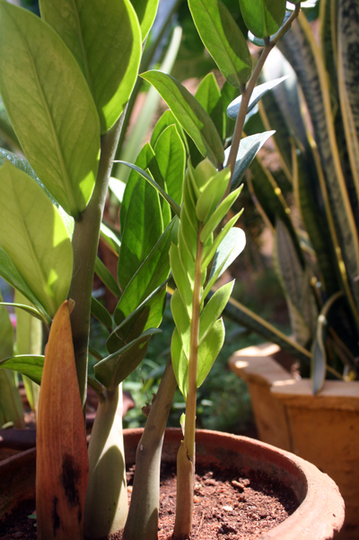 Zamioculcas zamiifolia (variegated) (Variegated ZZ Plant) (alternate view 2)