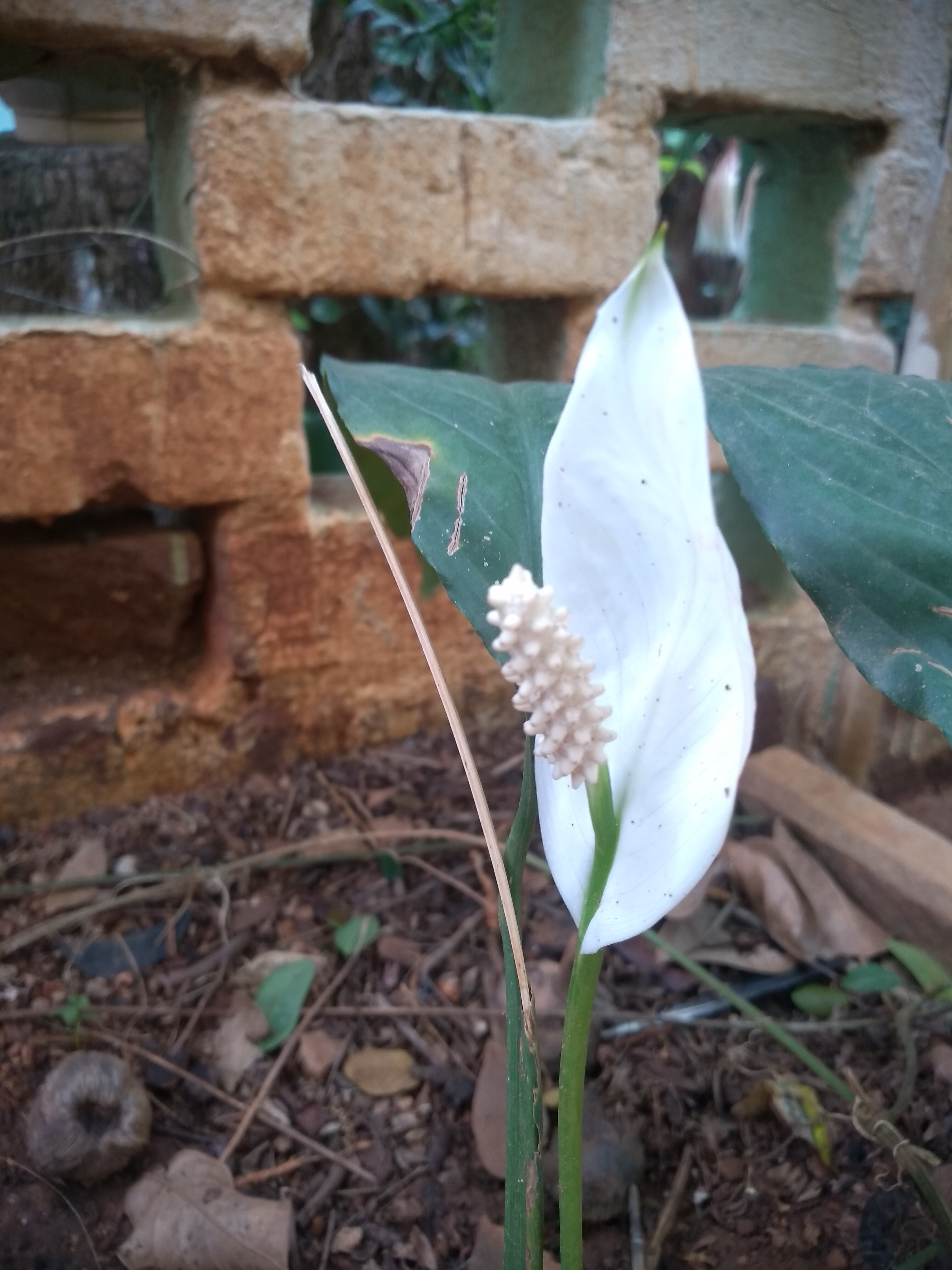 Spathiphyllum wallisii (Peace Lily) (alternate view 9)