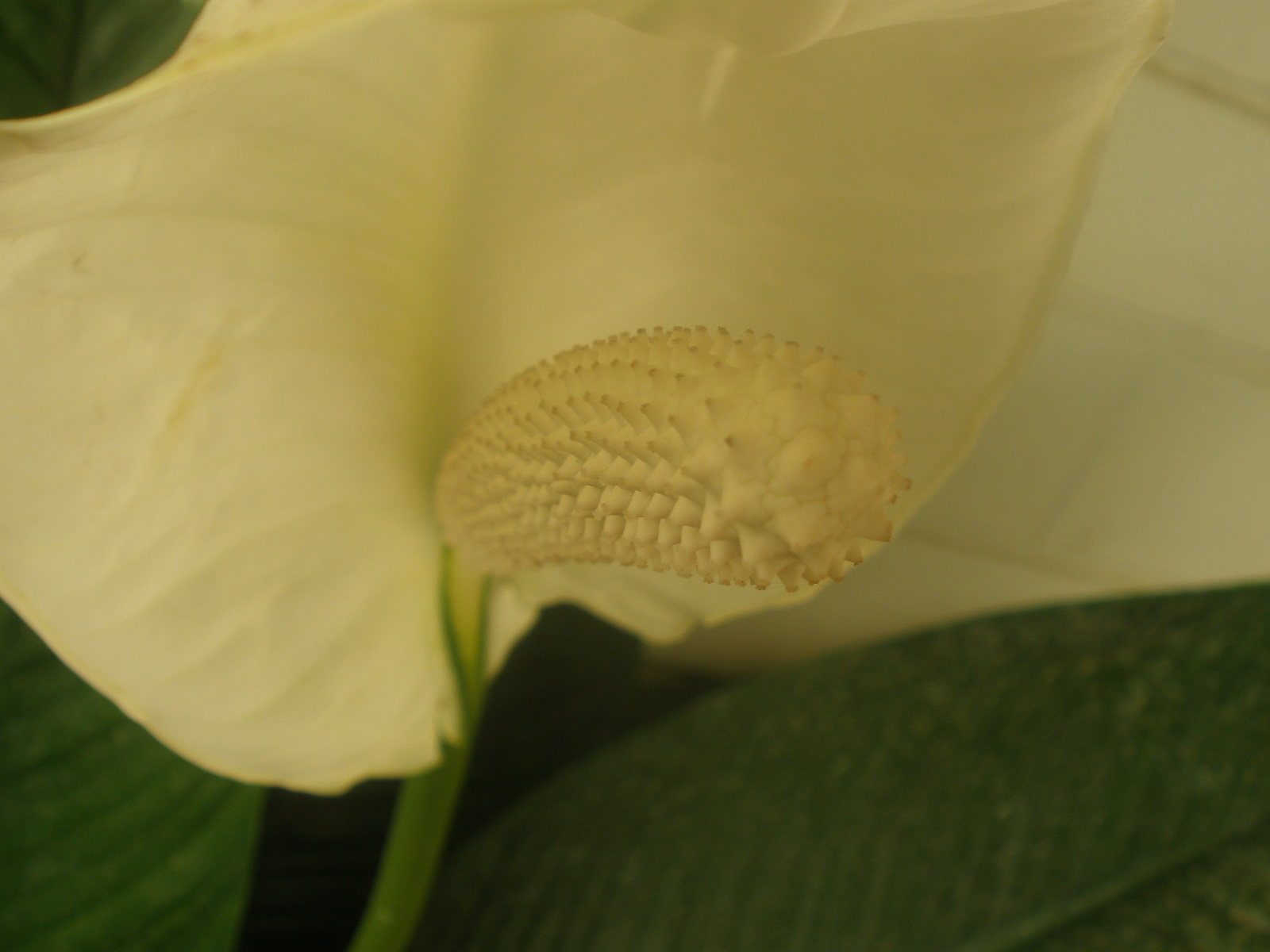 Spathiphyllum wallisii (Peace Lily) (alternate view 8)