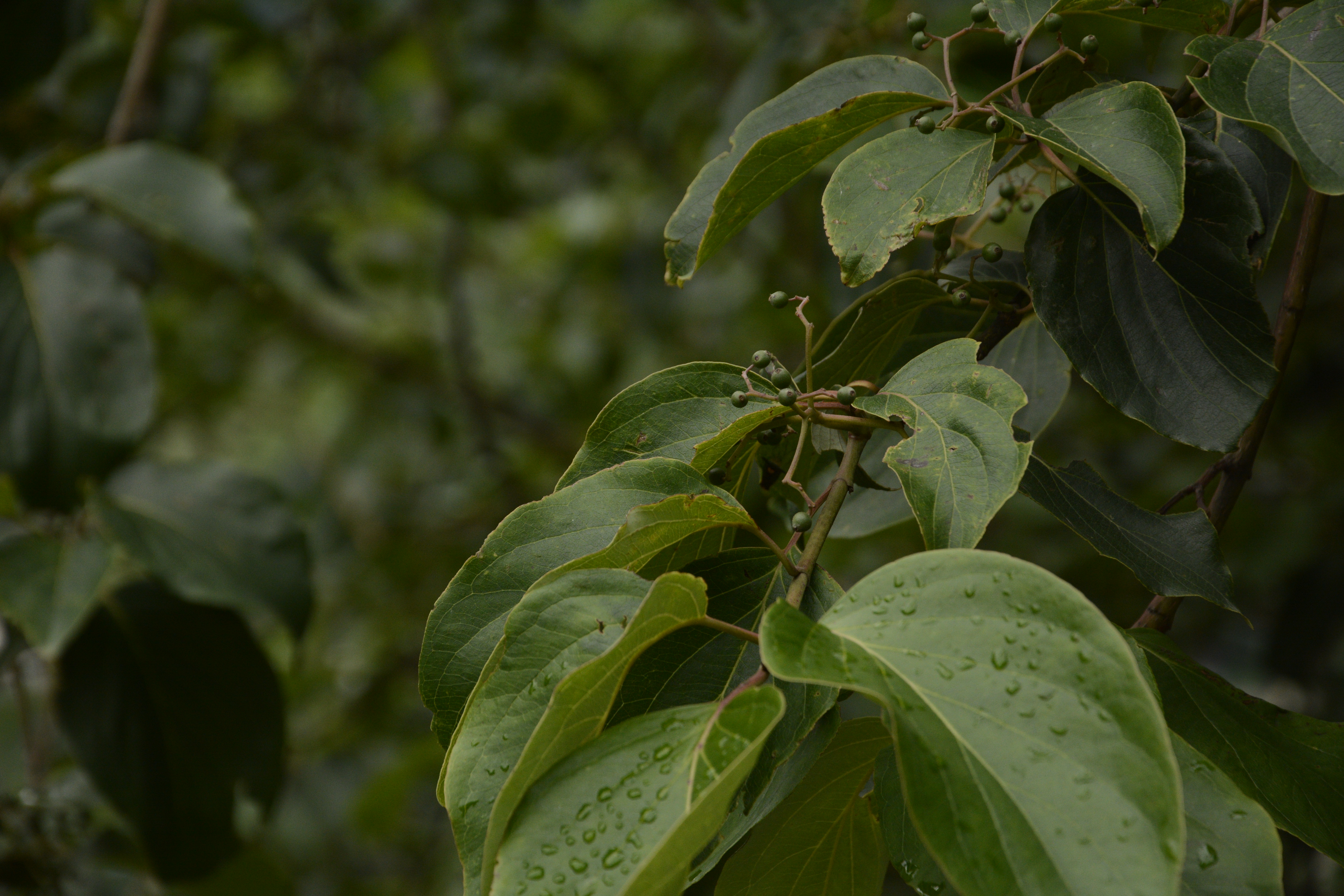 Cornus macrophylla (Large-leaved Dogwood) (alternate view 11)