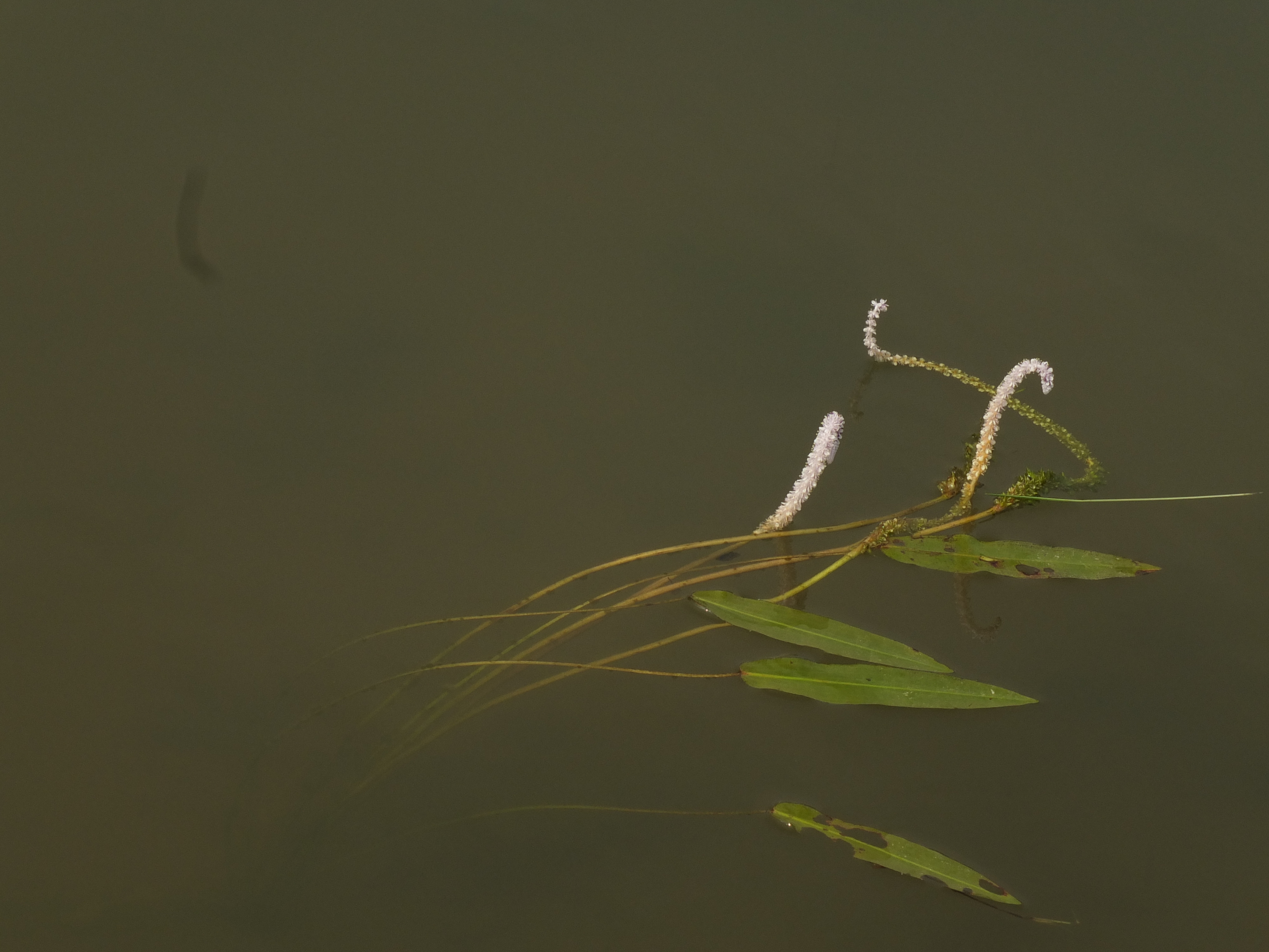 Aponogeton natans (floating water hawthorn) (alternate view 13)