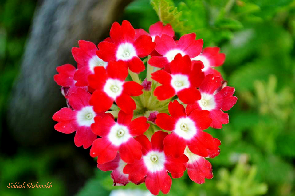 Glandularia × hybrida (garden verbena)