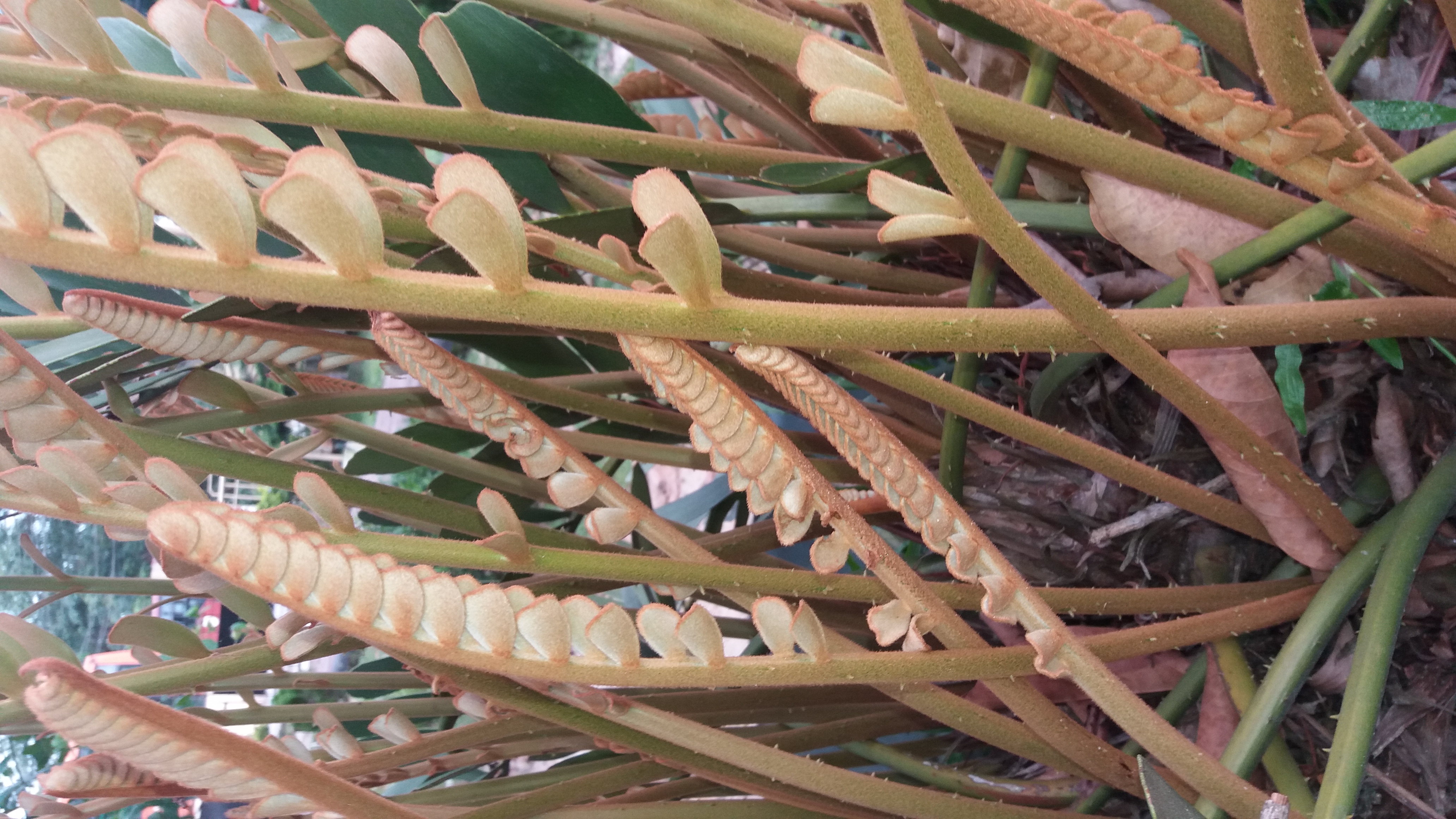 Zamioculcas zamiifolia (variegated) (Variegated ZZ Plant) (alternate view 4)