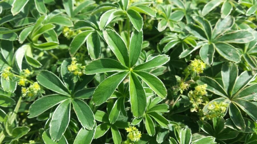Alchemilla conjuncta (Silver Lady's Mantle) (alternate view 10)