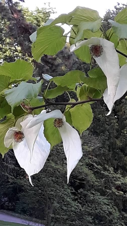 Davidia involucrata (dove tree) (alternate view 2)
