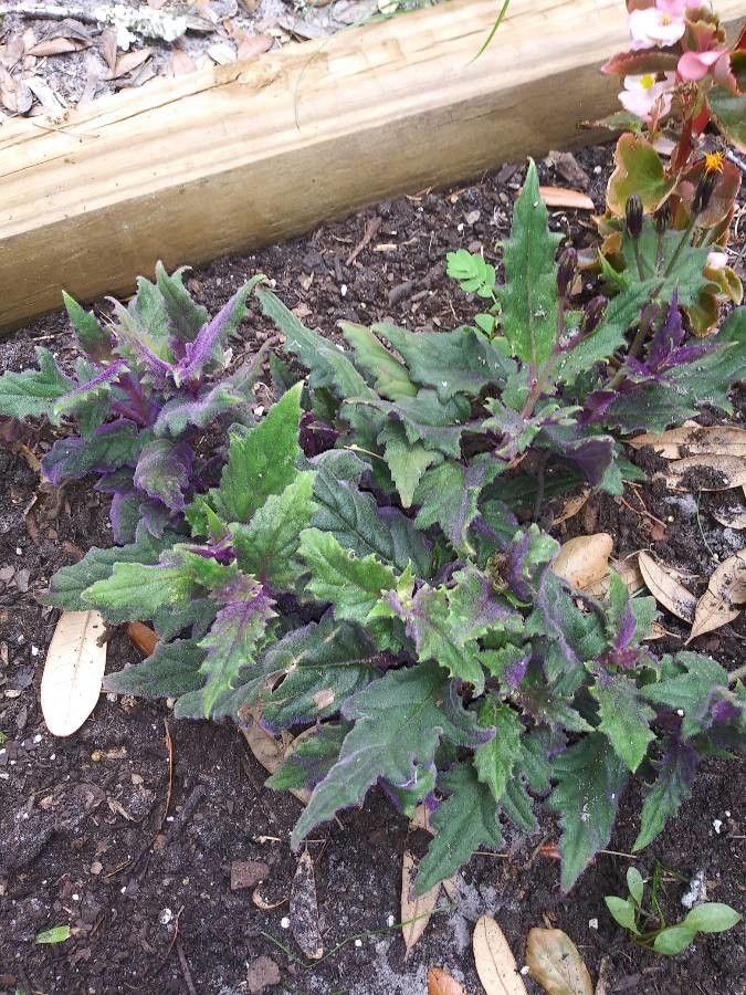 Gynura aurantiaca (Purple Passion Plant) (alternate view 4)