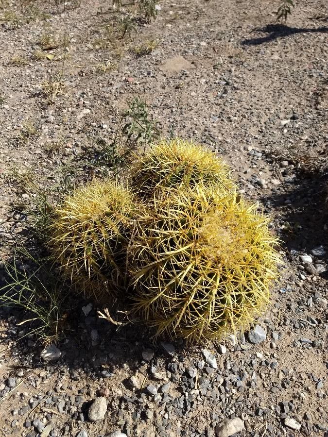 Kroenleinia grusonii (golden barrel cactus) (alternate view 2)
