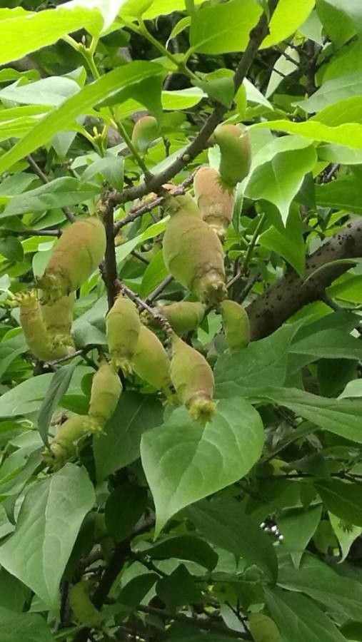 Chimonanthus praecox (Wintersweet) (alternate view 9)