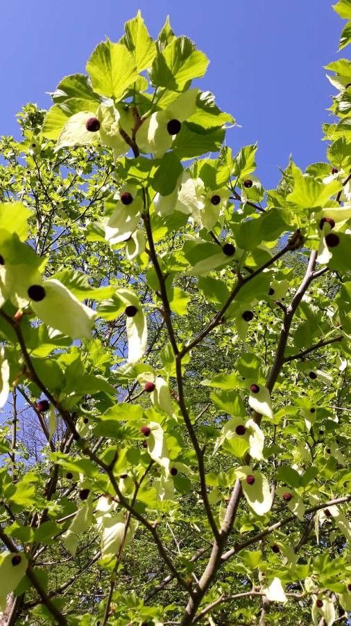 Davidia involucrata (dove tree) (alternate view 3)