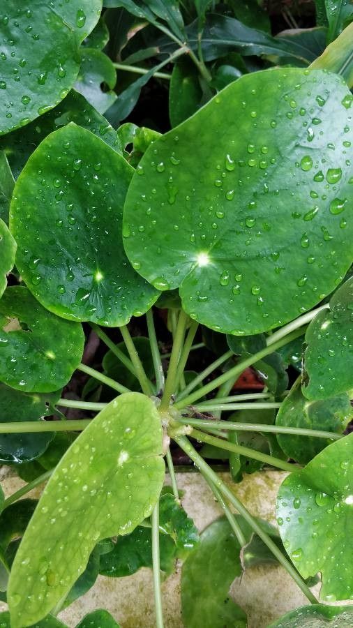 Pilea peperomioides (Pilea Peperomioides) (alternate view 2)