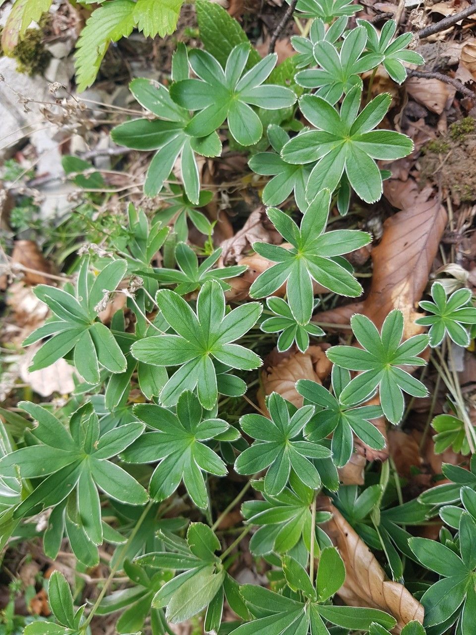 Alchemilla conjuncta (Silver Lady's Mantle) (alternate view 13)