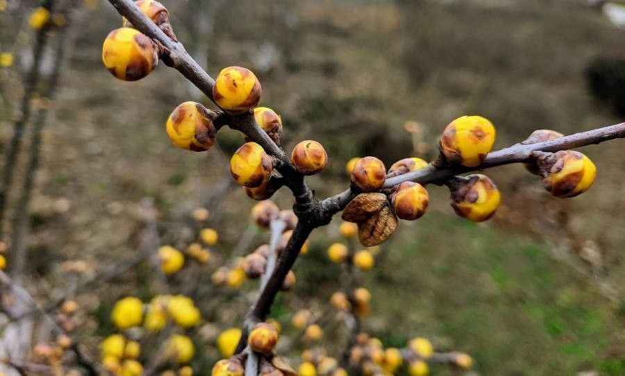 Chimonanthus praecox (Wintersweet) (alternate view 8)