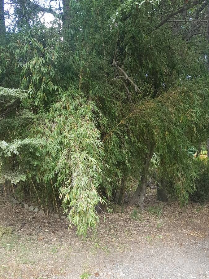 Chusquea culeou (Chilean Bamboo) (alternate view 2)