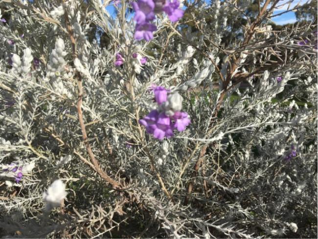Eremophila nivea