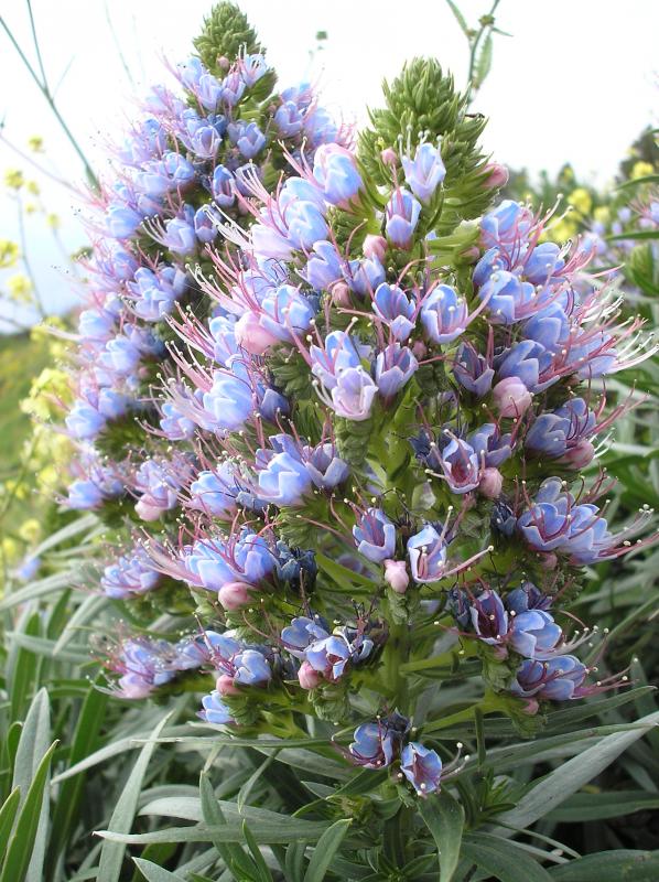 Echium webbii