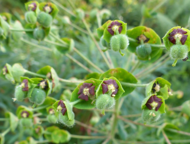 Euphorbia characias wulfenii (Mediterranean spurge) (alternate view 8)