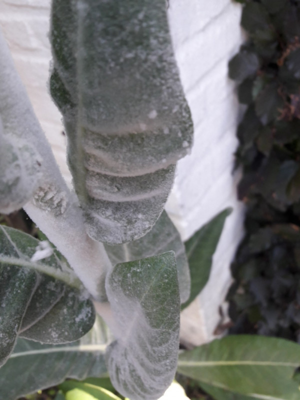 Verbascum bombyciferum (white felted mullein)