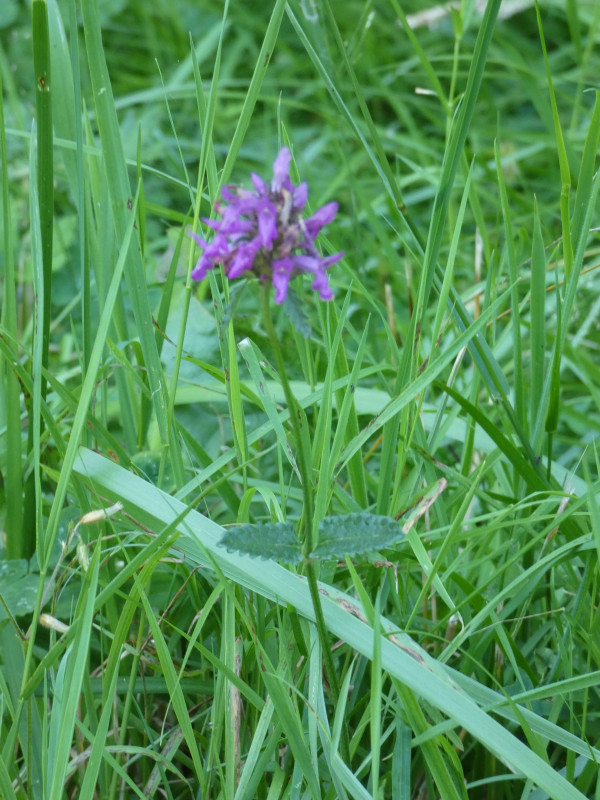 Stachys officinalis (wood betony) (alternate view 2)