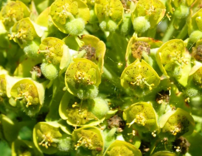 Euphorbia characias wulfenii (Mediterranean spurge) (alternate view 7)