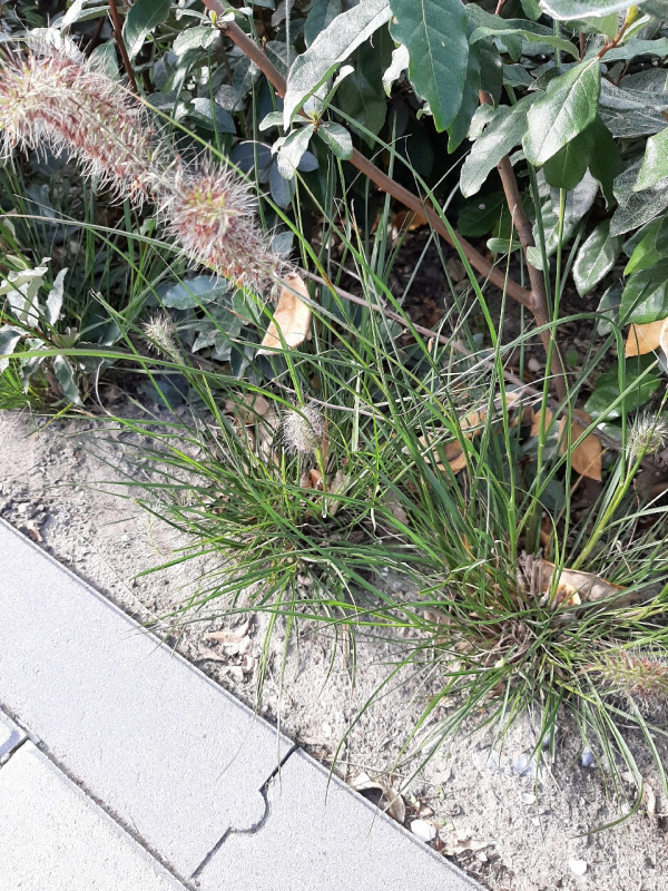 Pennisetum