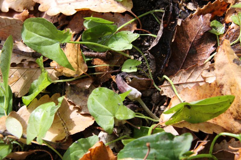 Arisarum proboscideum (Mouse Plant) (alternate view 11)