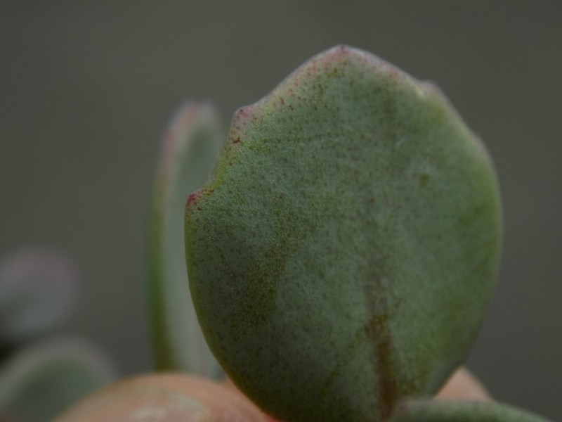 Sedum sieboldii (October Daphne)