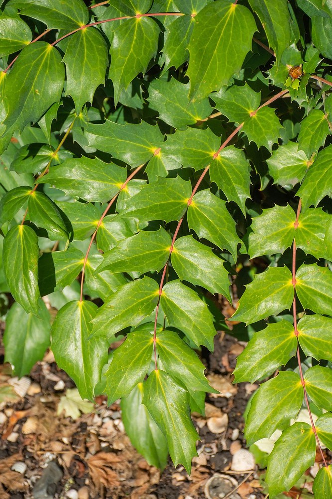 Mahonia japonica, Japanese mahonia — upright evergreen (Berberidaceae) (image 7 of 7)