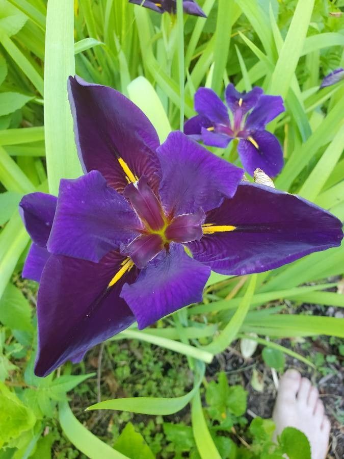 Iris ensata (Japanese iris) (alternate view 2)
