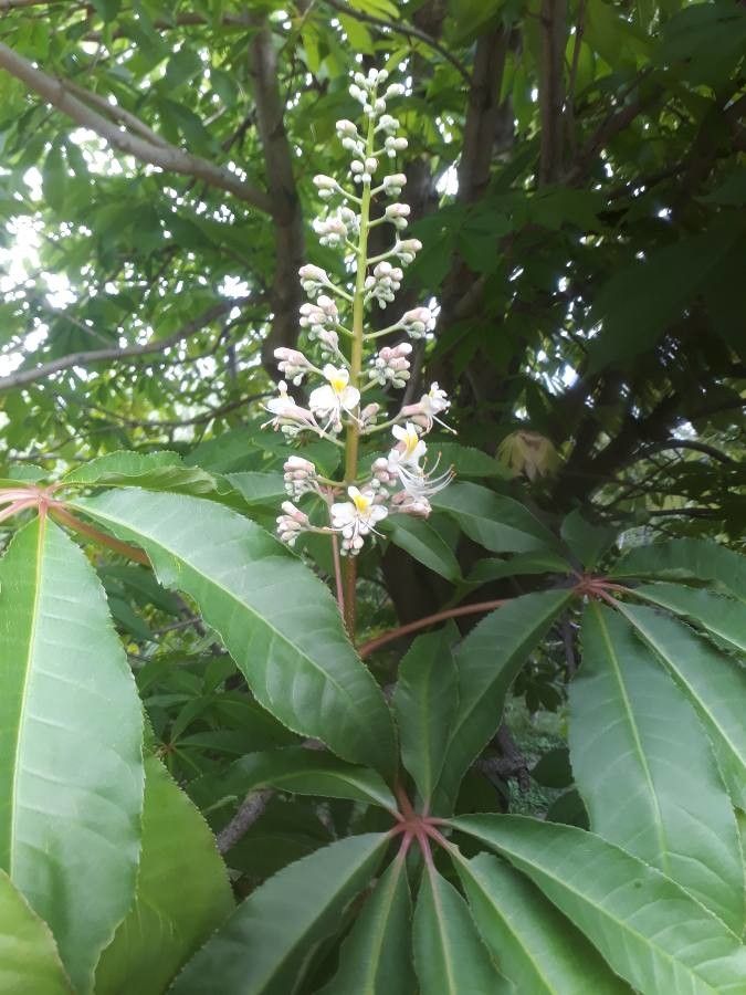Aesculus indica (Indian Horse Chestnut) (alternate view 12)