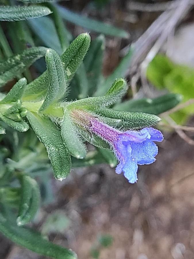 Lithodora diffusa (Lithodora) (alternate view 3)