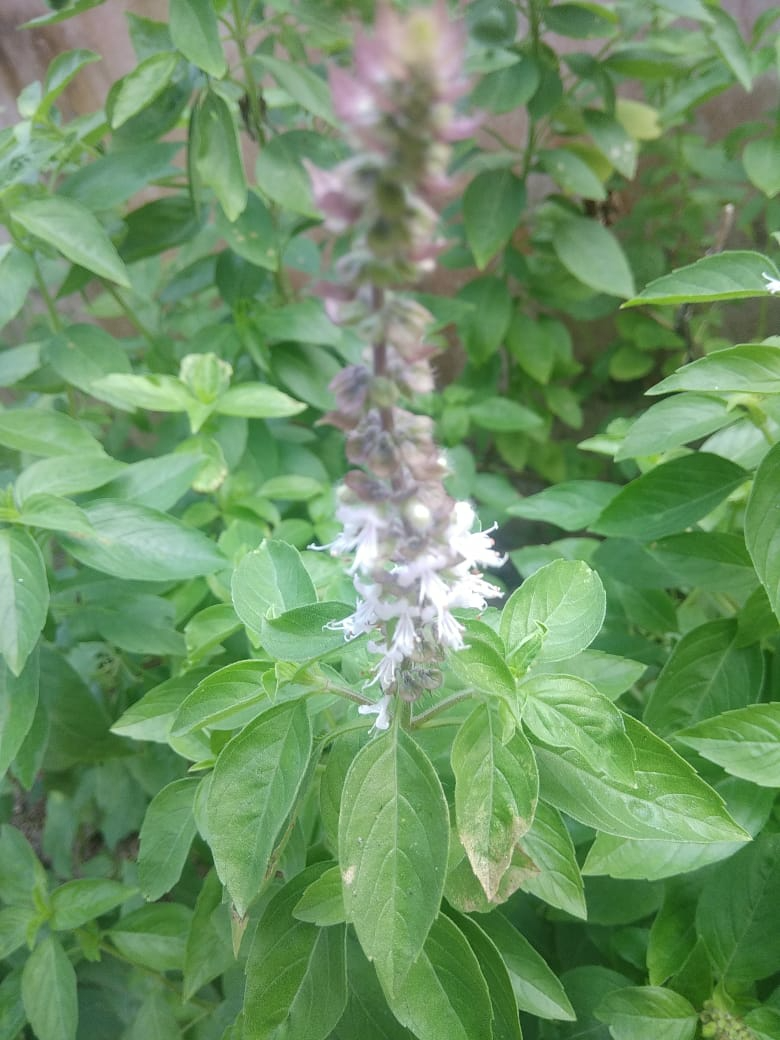 Stevia rebaudiana (Stevia) (alternate view 11)