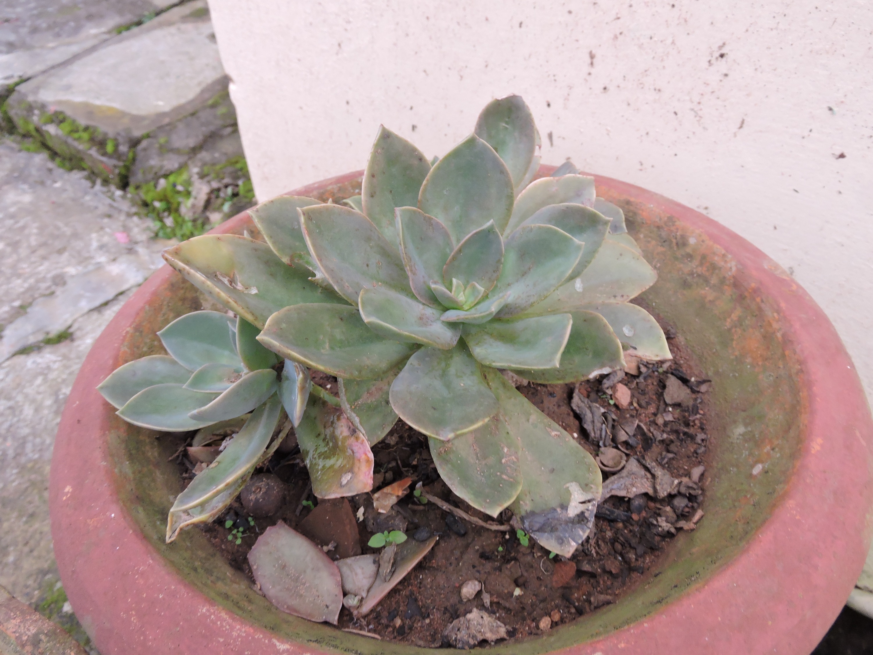 Echeveria elegans (Mexican Gem) (alternate view 9)