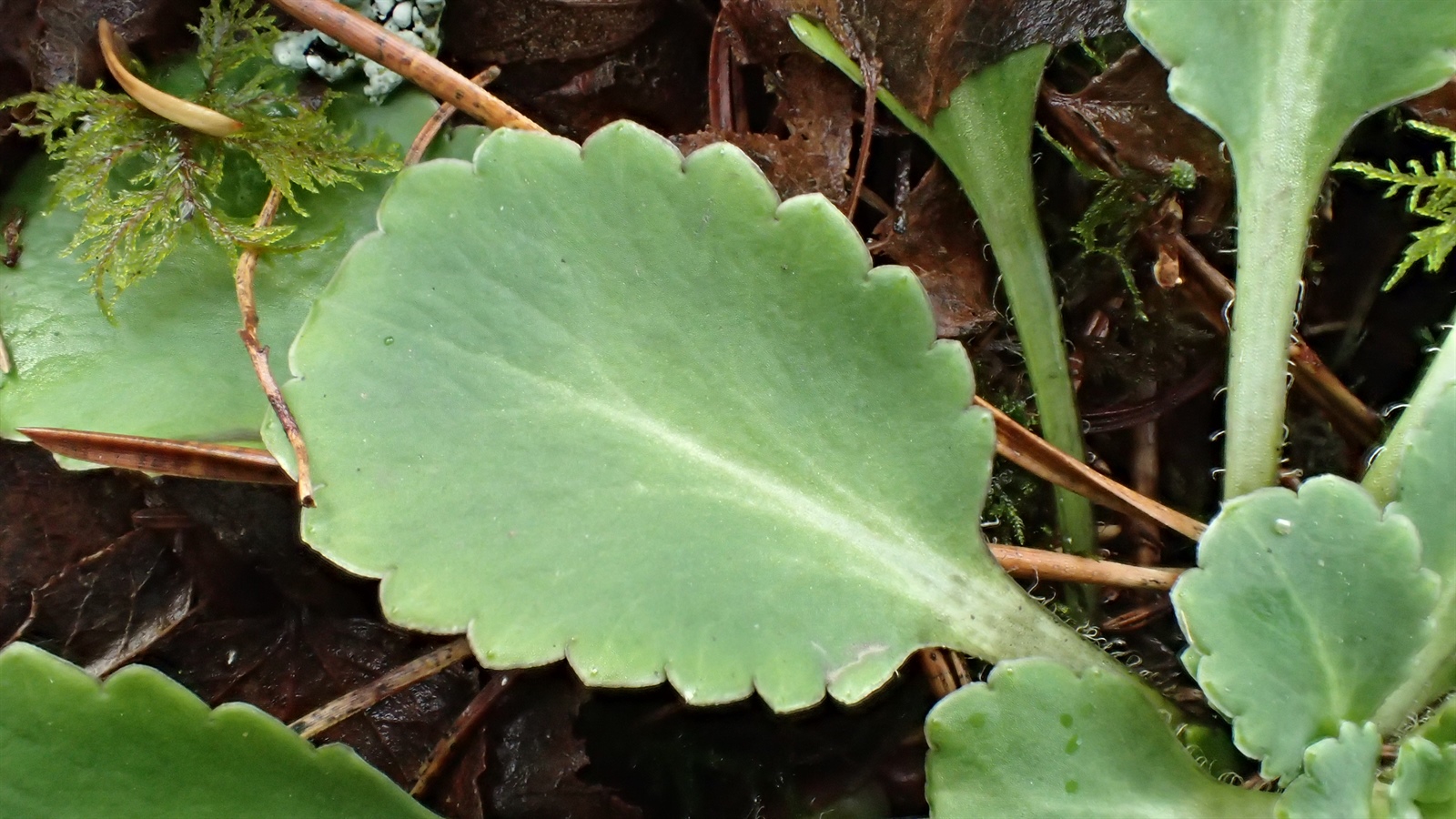Saxifraga x urbium (London pride) (alternate view 12)