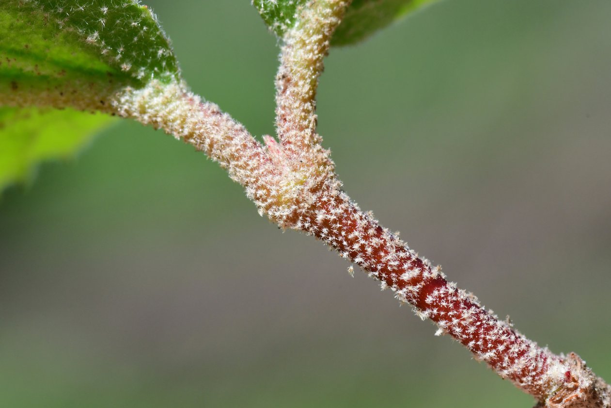 Viburnum carlesii (Korean spice viburnum) (alternate view 13)