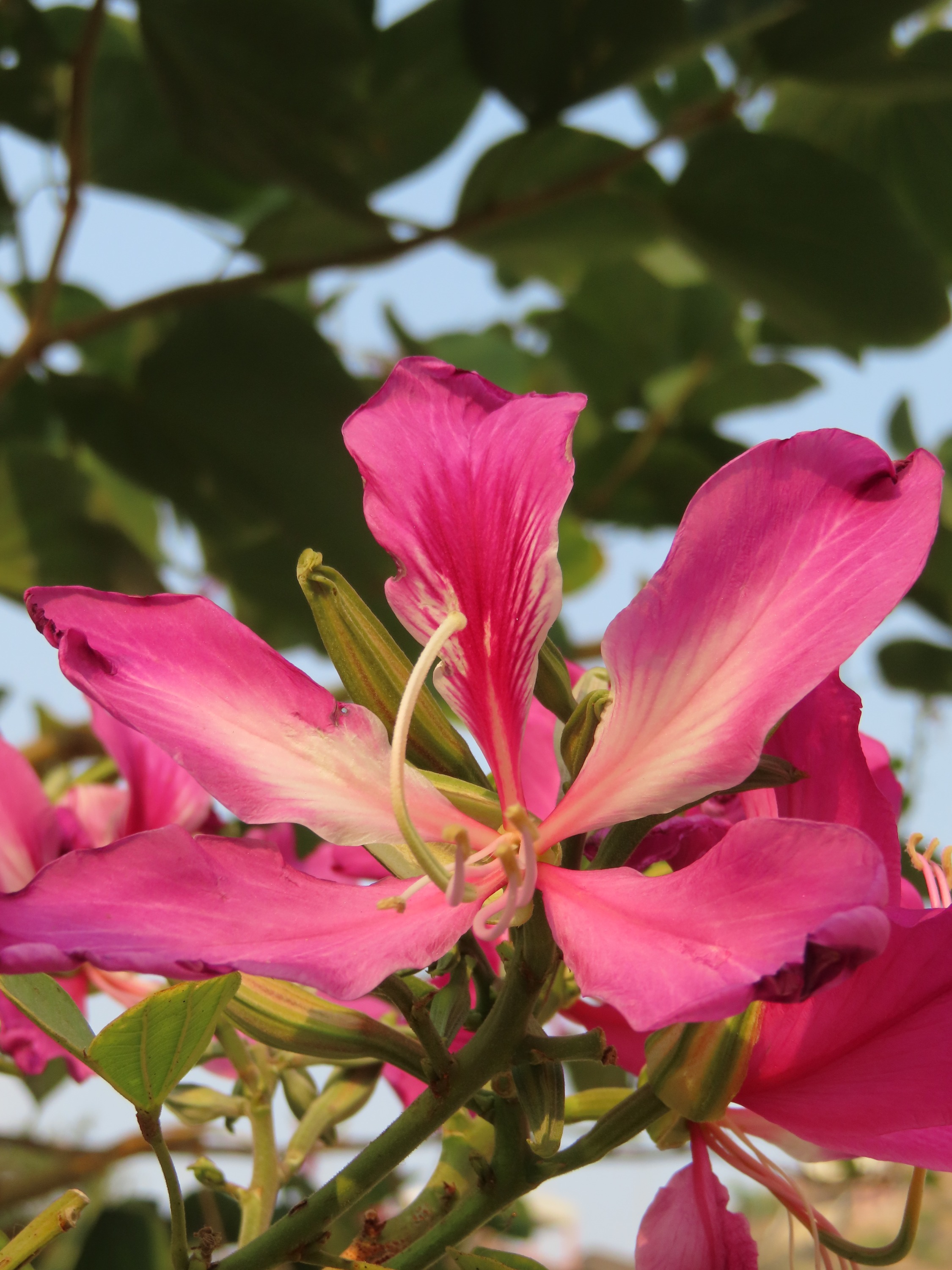 Bauhinia blakeana (Hong Kong Orchid Tree) (alternate view 2)