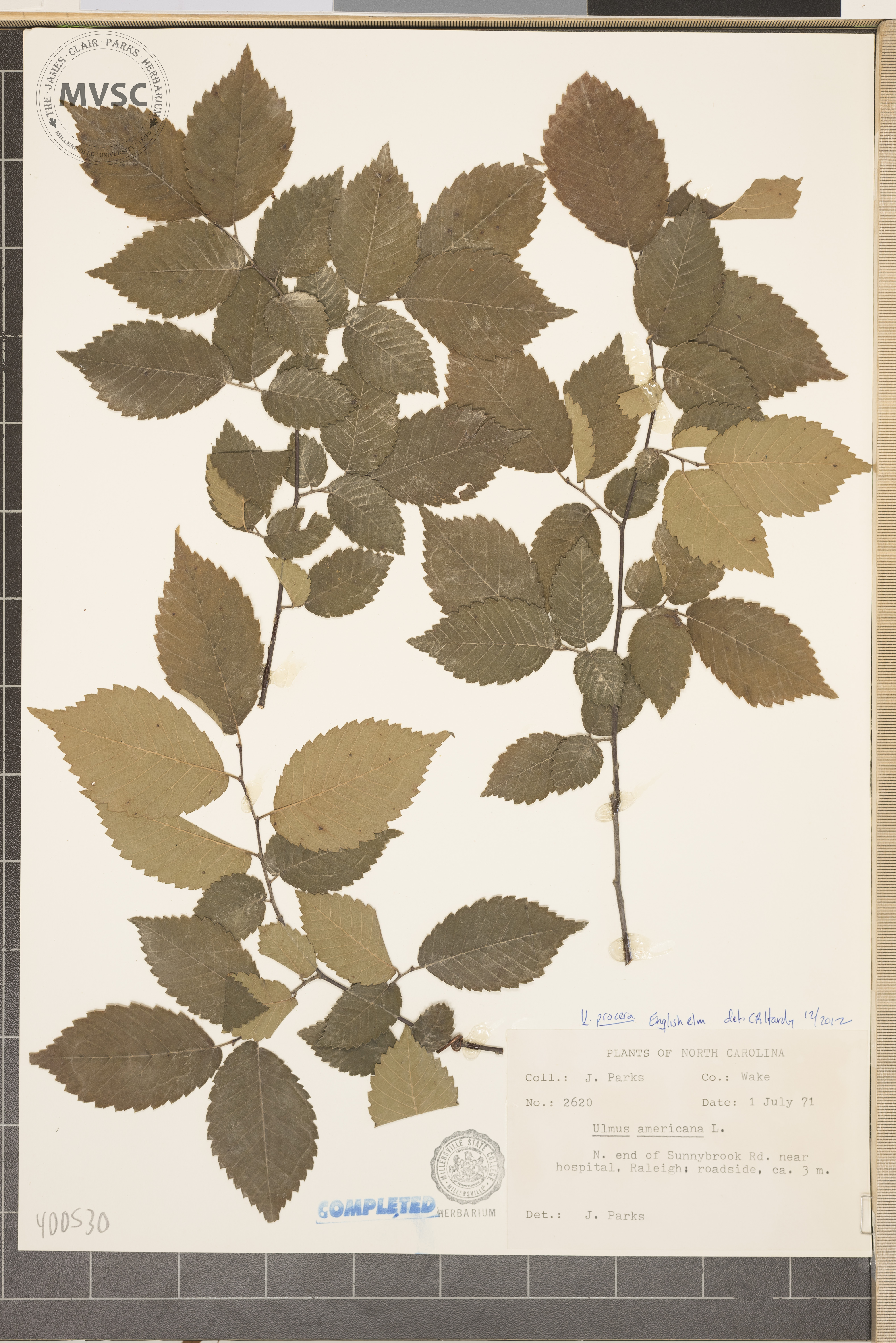 Ulmus procera (English elm) (alternate view 7)