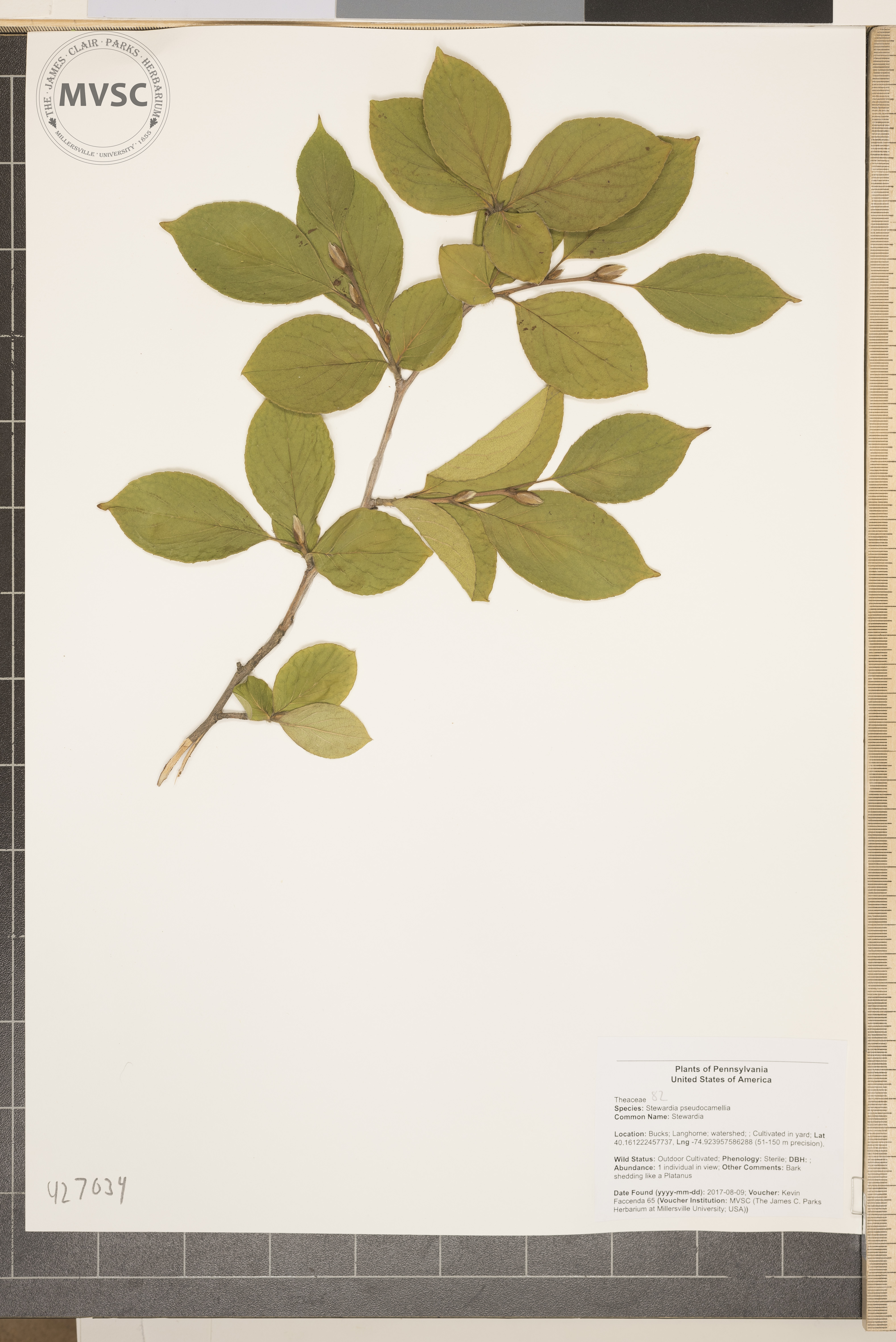 Stewartia pseudocamellia (Japanese stewartia) (alternate view 15)