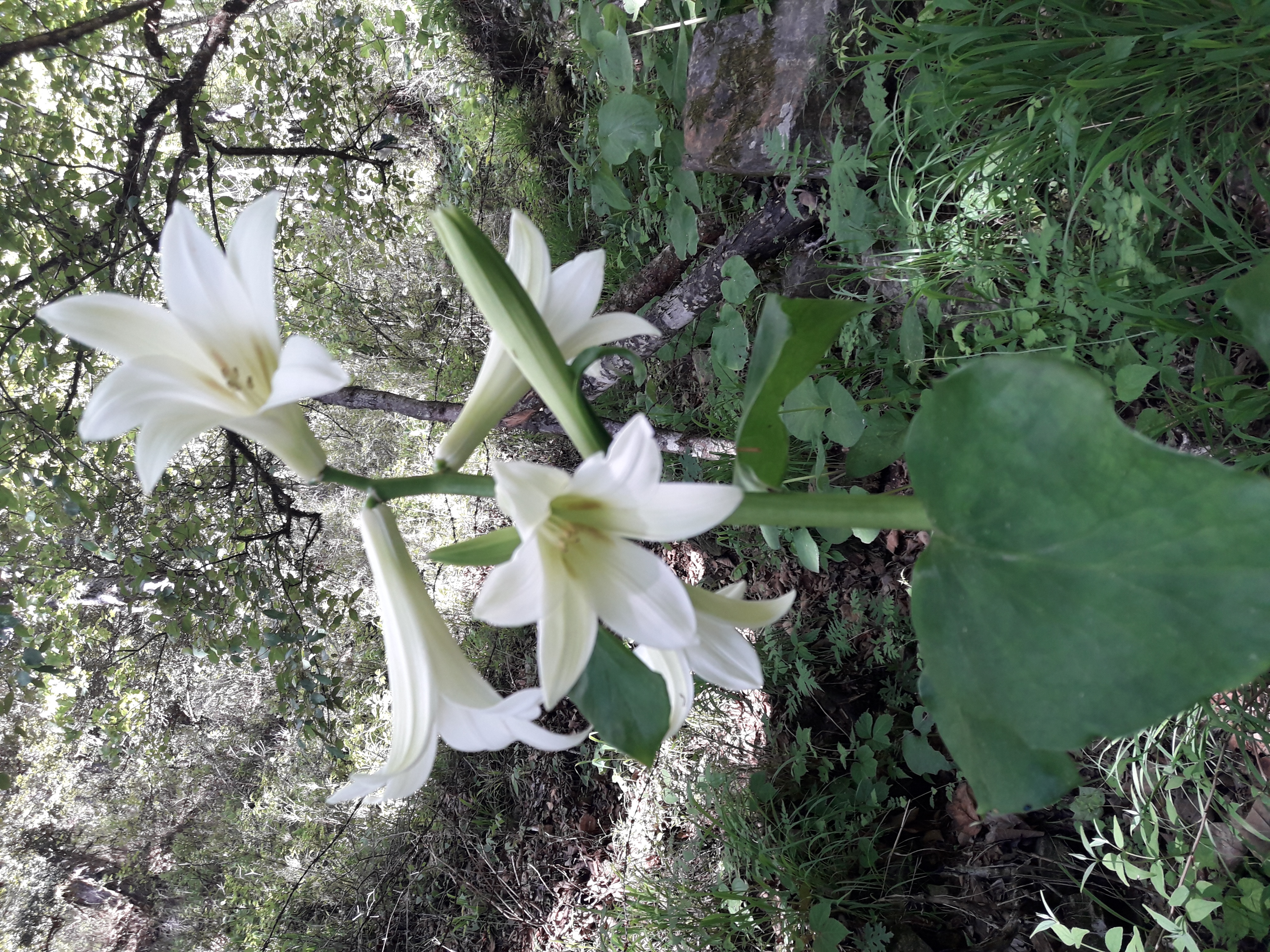 Cardiocrinum giganteum (giant Himalayan lily) (alternate view 12)